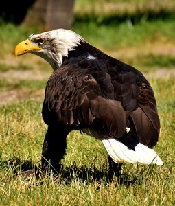 Raptor bald eagle bird of prey