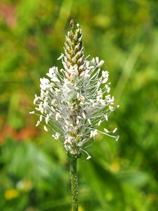 Field meadow plant
