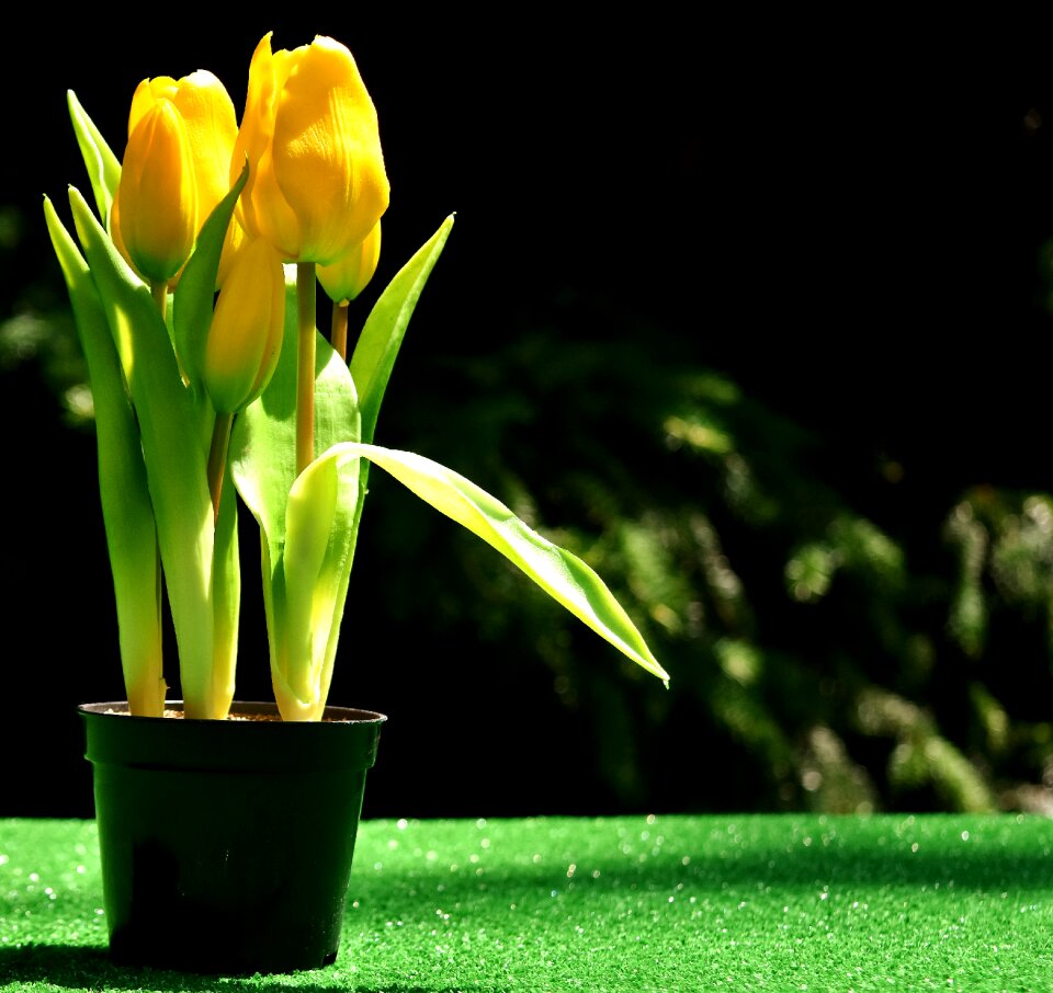 Blossom bloom yellow flowers