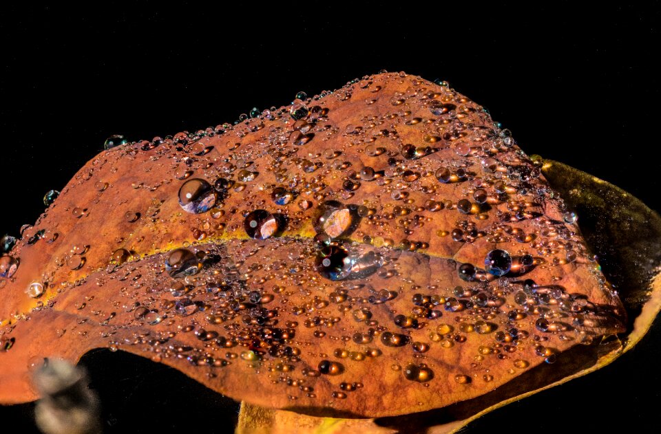 Autumn autumn colours colorful leaves