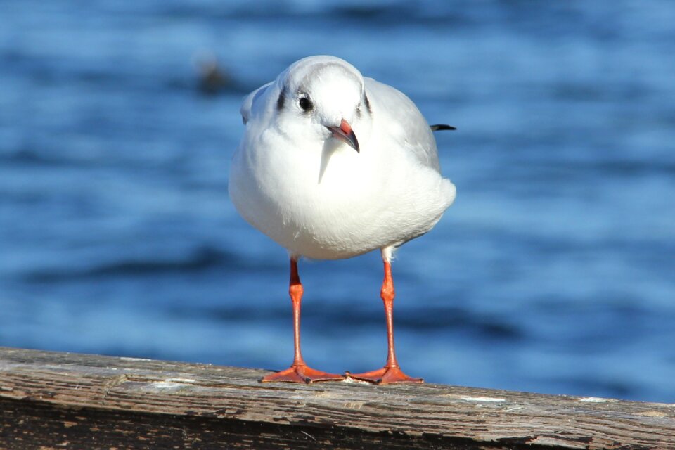 Lake tollensesee seagull bird