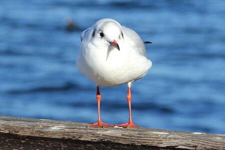Lake tollensesee seagull bird