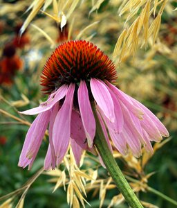 Flower cone flower bloom