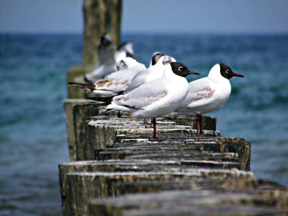 Bird water nature
