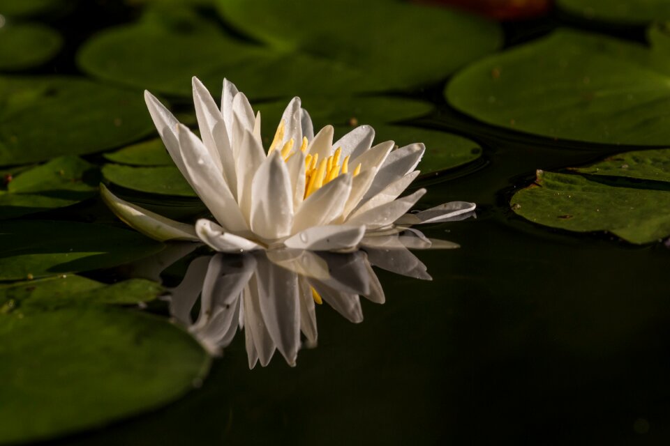 Nature summer blossom
