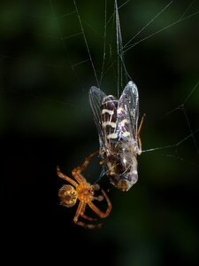 Web insect black web photo