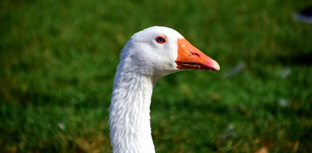 Animal bird livestock