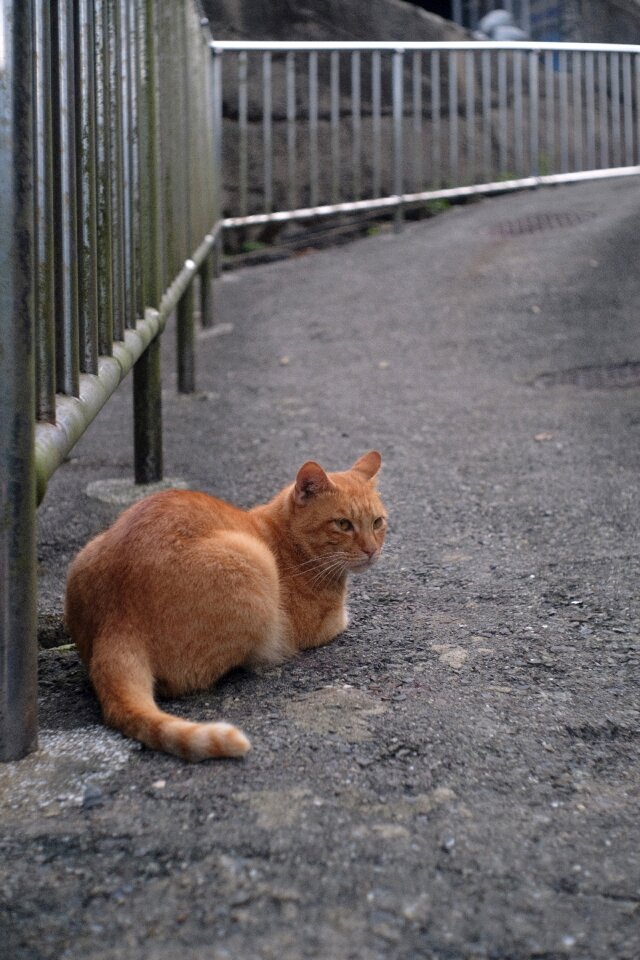Xinbei monkey cave cat