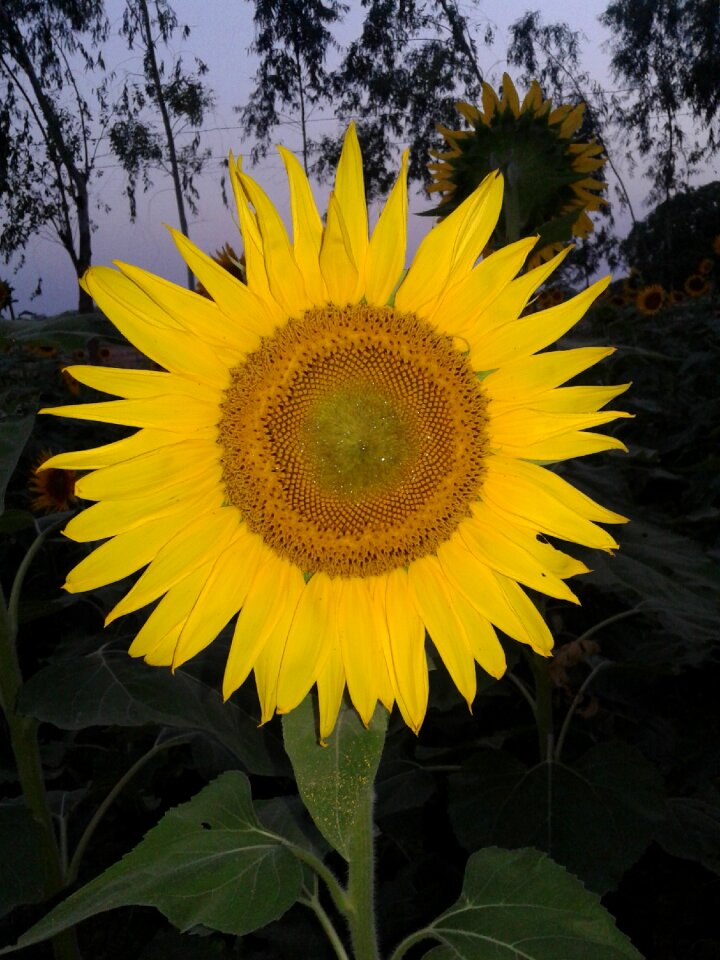 Sunflower natural beauty