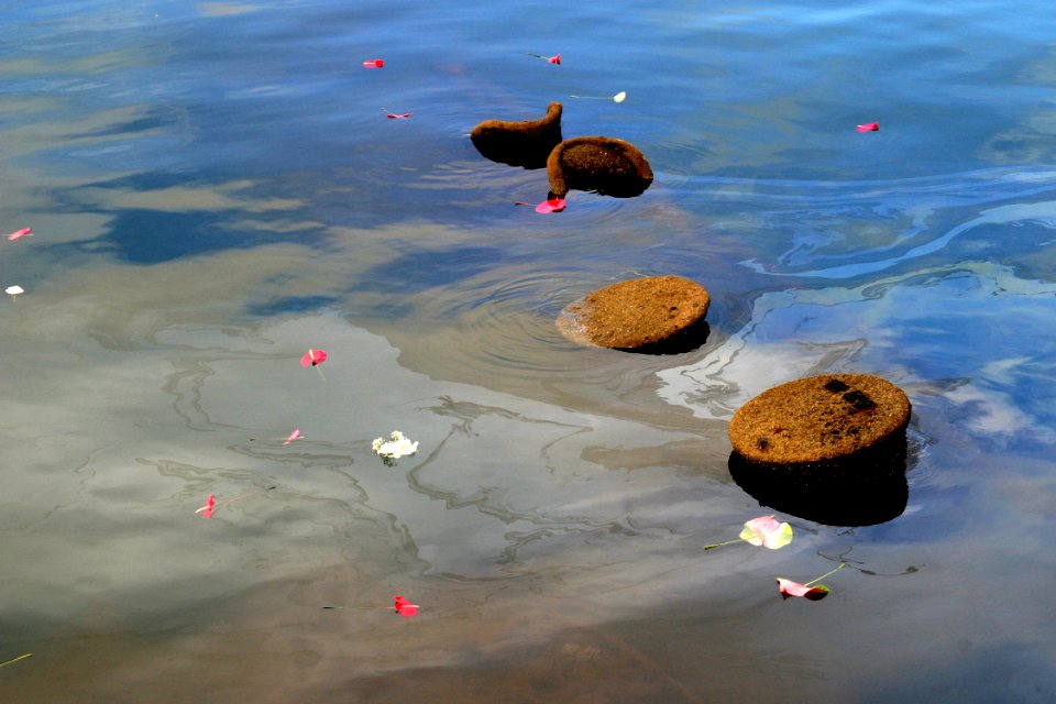 US Navy 031207-N-3228G-021 Flowers drift past exposed parts of the sunken battleship USS Arizona
