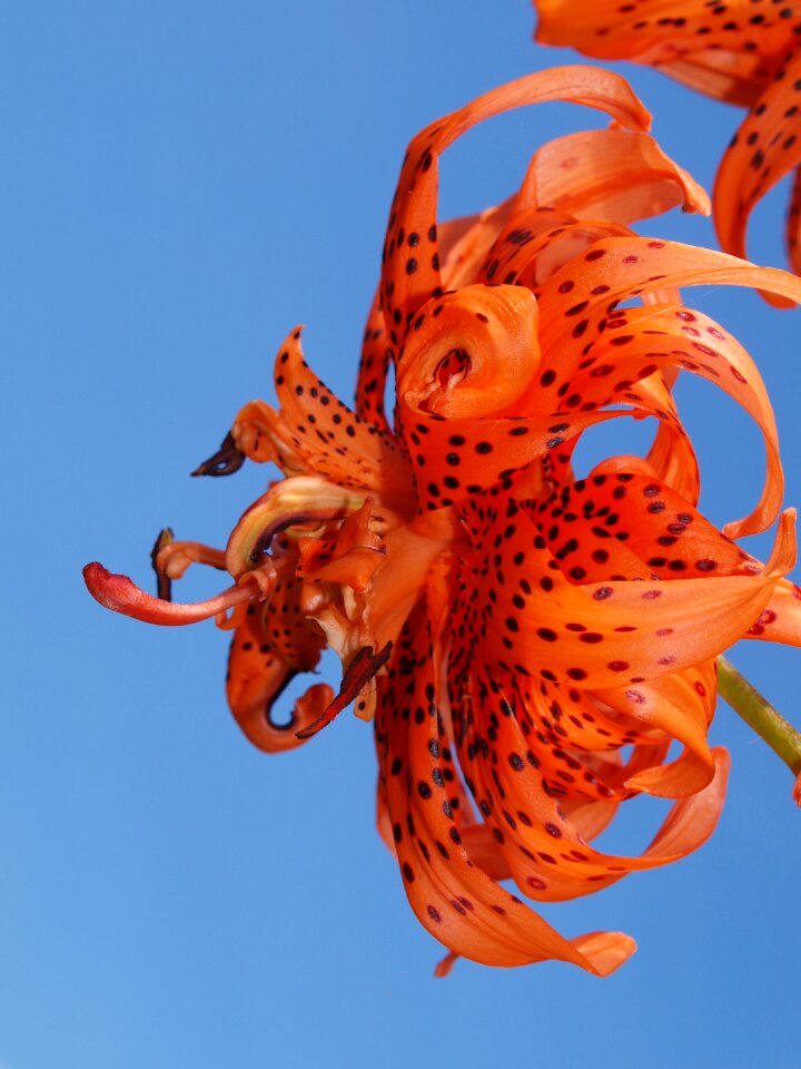 Flower bloom tiger lily