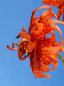 Flower bloom tiger lily photo