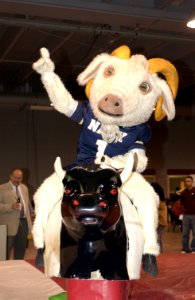 US Navy 031229-N-9693M-001 U.S. Naval Academy (U.S.N.A.) mascot Bill the goat rides a mechanical bull during the EV1.Net Rodeo Pep Rally in Reliant Arena