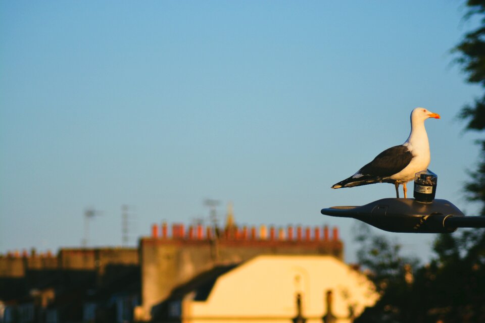 Bird animal building