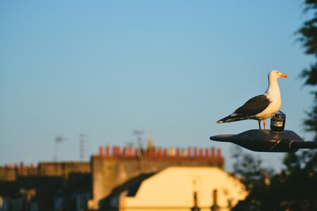 Bird animal building photo