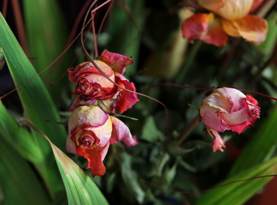 Flower nature plant