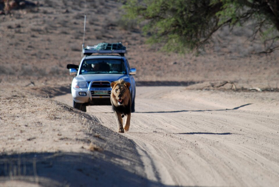 Africa south africa wildlife