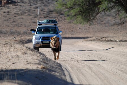 Africa south africa wildlife