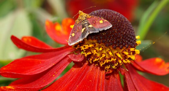 Flower insect nature