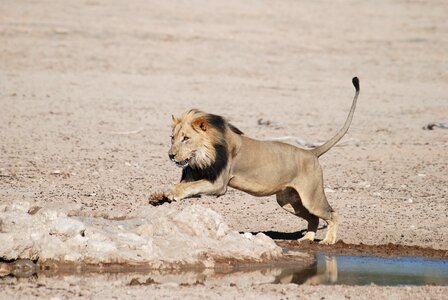 National park africa wildcat photo