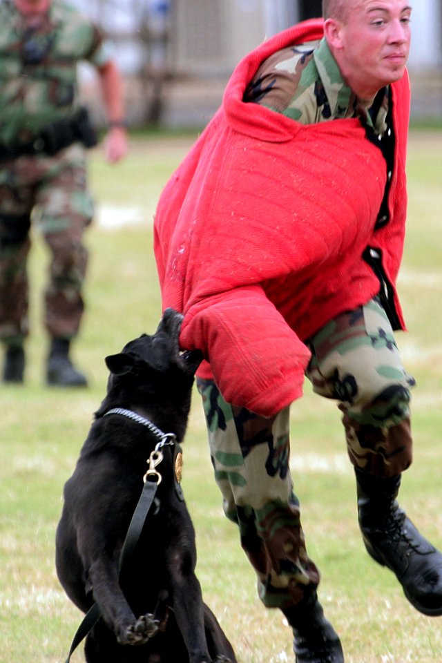 US Navy 040329-N-3228G-015 Appie, a Belgian Malinois Military Working Dog (MWD), tackles Master-at-Arms 3rd Class Eliot Fiaschi under the control of his handler Master-at-Arms 2nd Class Ron Carter