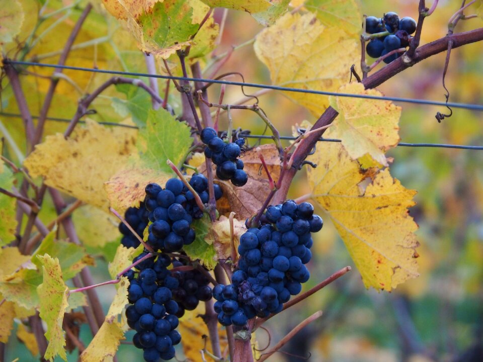 Grapes fruit autumn