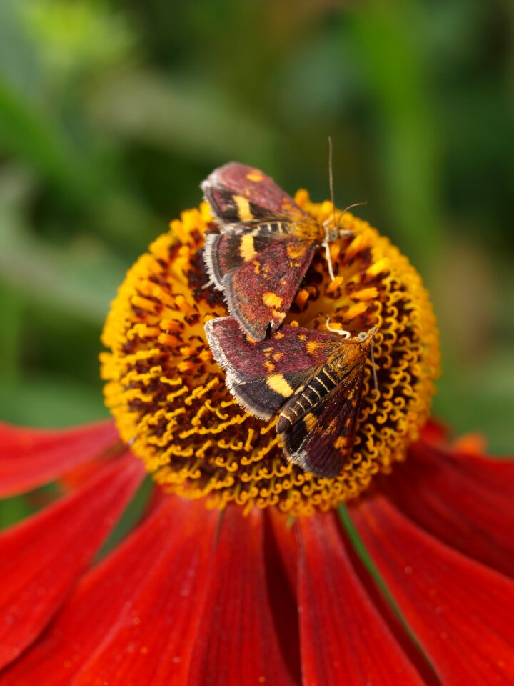 Insect flower nature