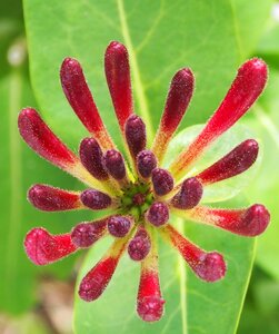 Garden summer plant