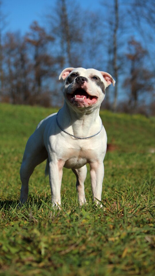 Dog bull terrier bullterrier