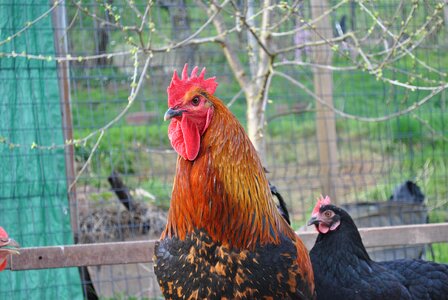 Farm animal poultry