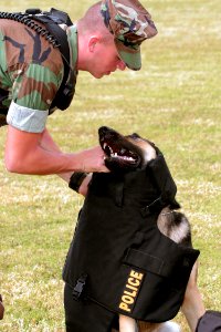 US Navy 040329-N-3228G-013 Master-at-Arms 3rd Class Eliot Fiaschi dresses Arpi a German Shepard Military Working Dog (MWD) in body armor prior to a demonstration photo