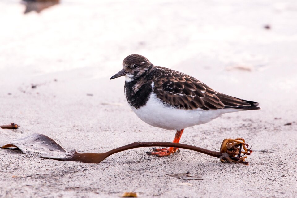 Winter animal world bird