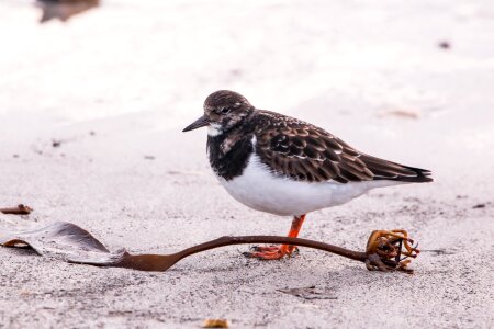 Winter animal world bird