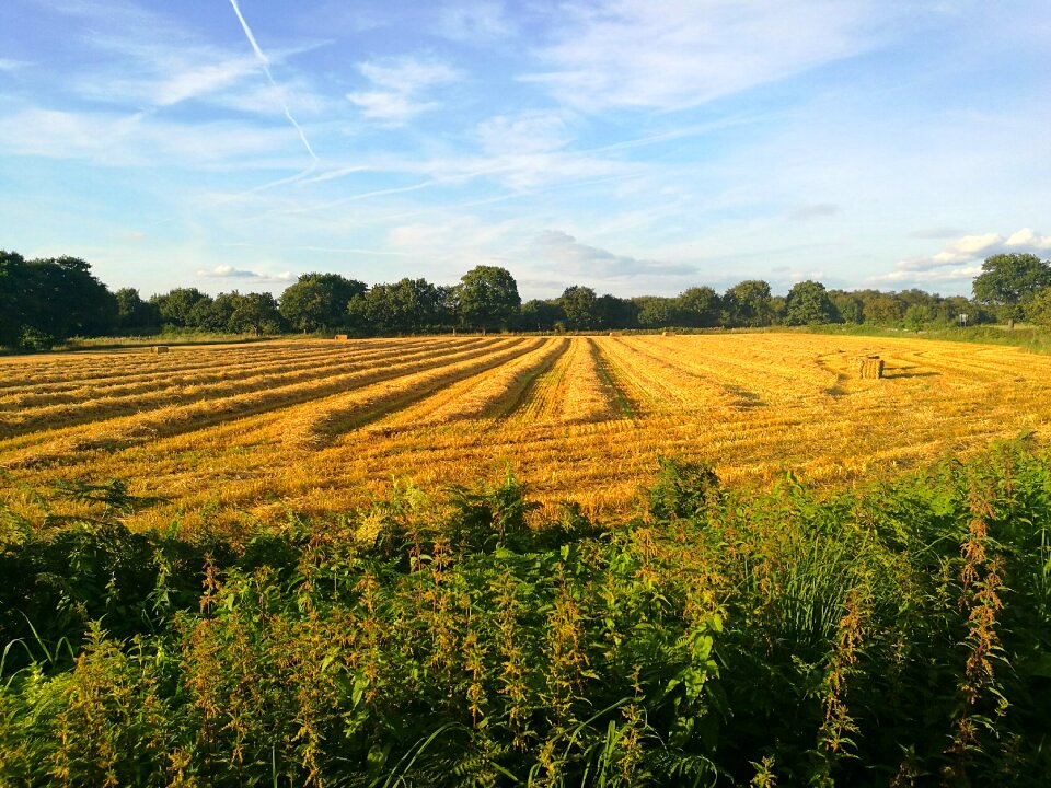 Agriculture yellow grain