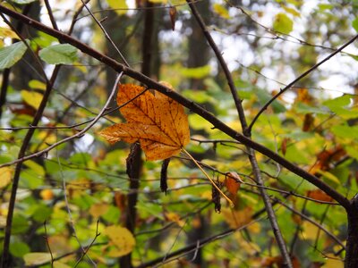 Golden autumn discoloration forest