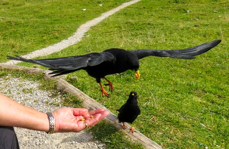 Crow mountain crow chough