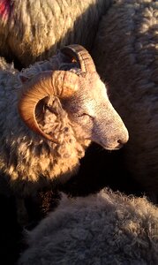 Portrait wildlife sheep