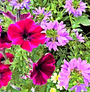 Violet pelargonium ornamental plants potted plants