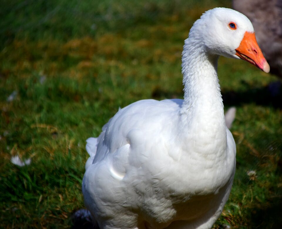 Animal bird livestock