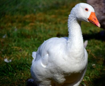 Animal bird livestock