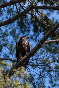 Hawk predator wildlife photo