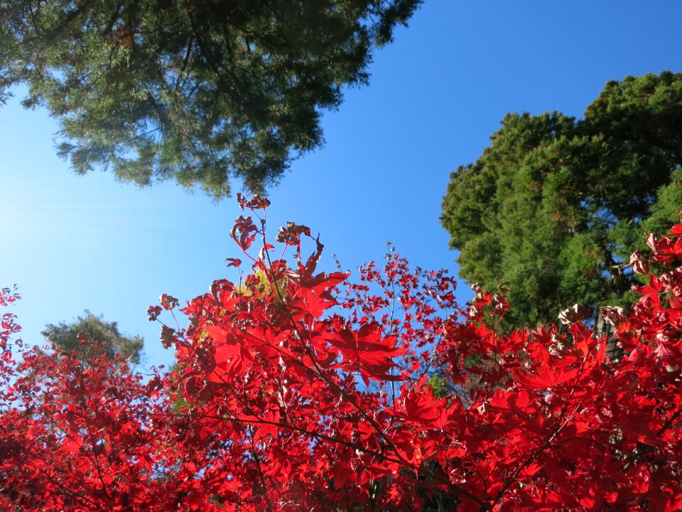 Autumnal leaves natural autumn