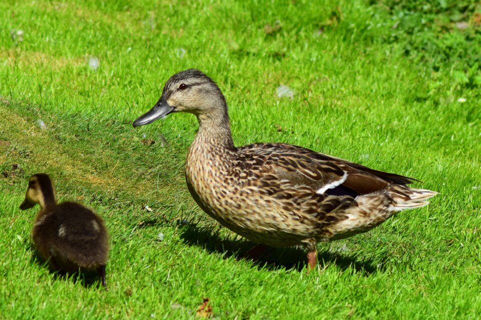 Baby animal family