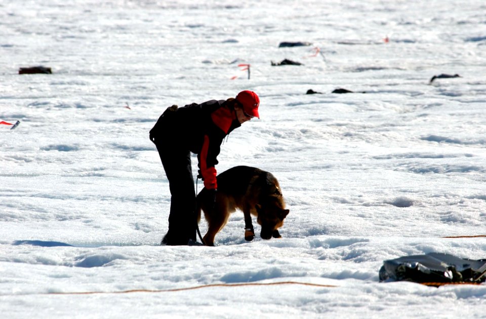 US Navy 040808-N-0331L-004 Betty Ski is led by cadaver dog, Riccor during the recovery of a Navy P-2V Neptune aircraft that crashed over Greenland in 1962
