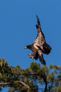 Hawk predator wildlife photo