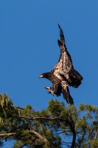 Hawk predator wildlife