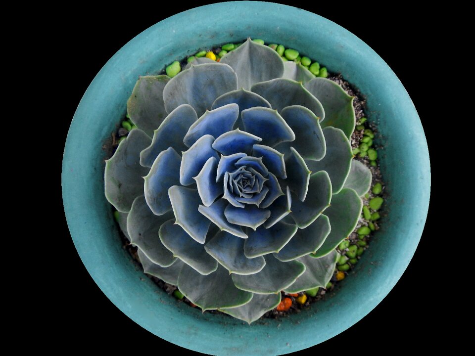 Cactus desert plant flower