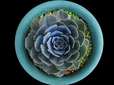 Cactus desert plant flower