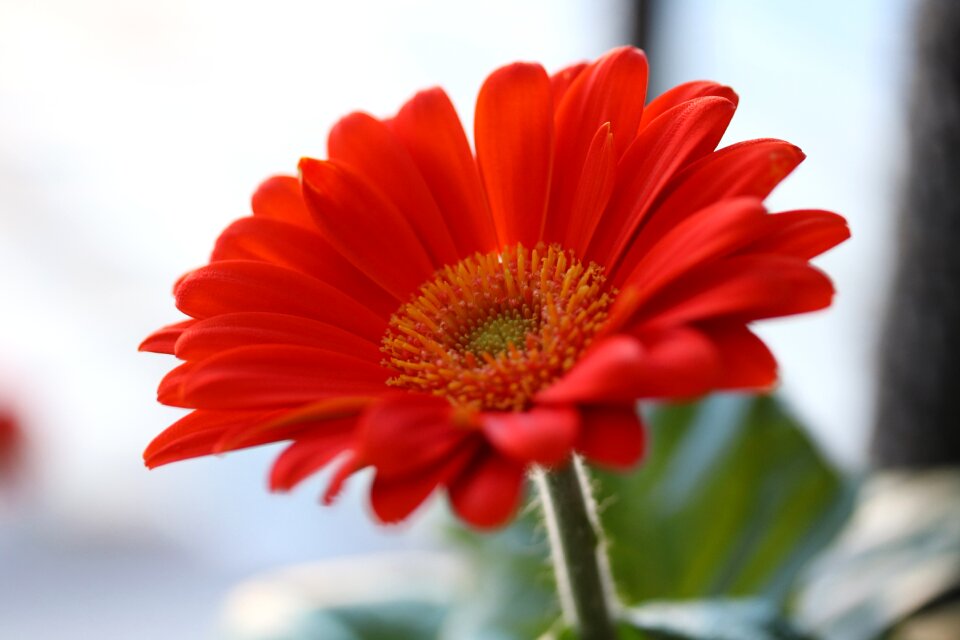 Flower orange flower room plant