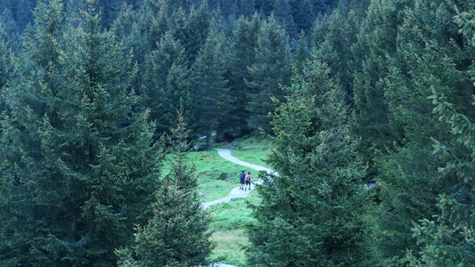 Woods travel adventure